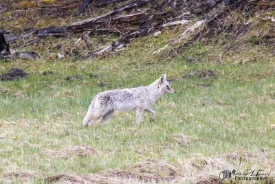 Coyote Yellowstone May 2025